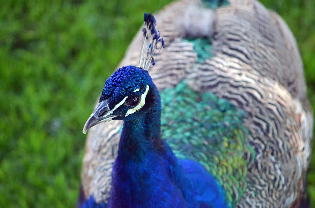 Peacock on the ramparts of Castelo de São Jorge