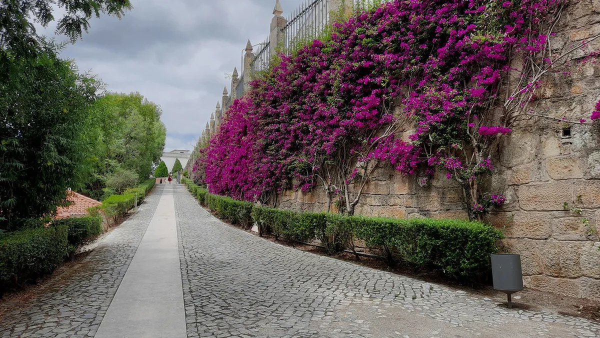 Lush pathways and exotic trees inside the Coimbra Botanical Garden, a tranquil green retreat near the university campus