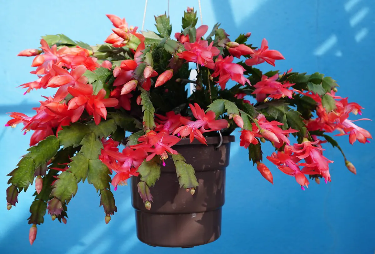 Best Way to Explore Évora's Historic Center in 2025