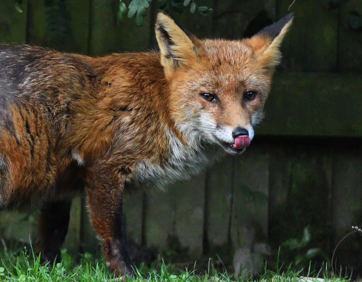 Affordable Eats: Faro's Historic Neighborhoods Guide 2025