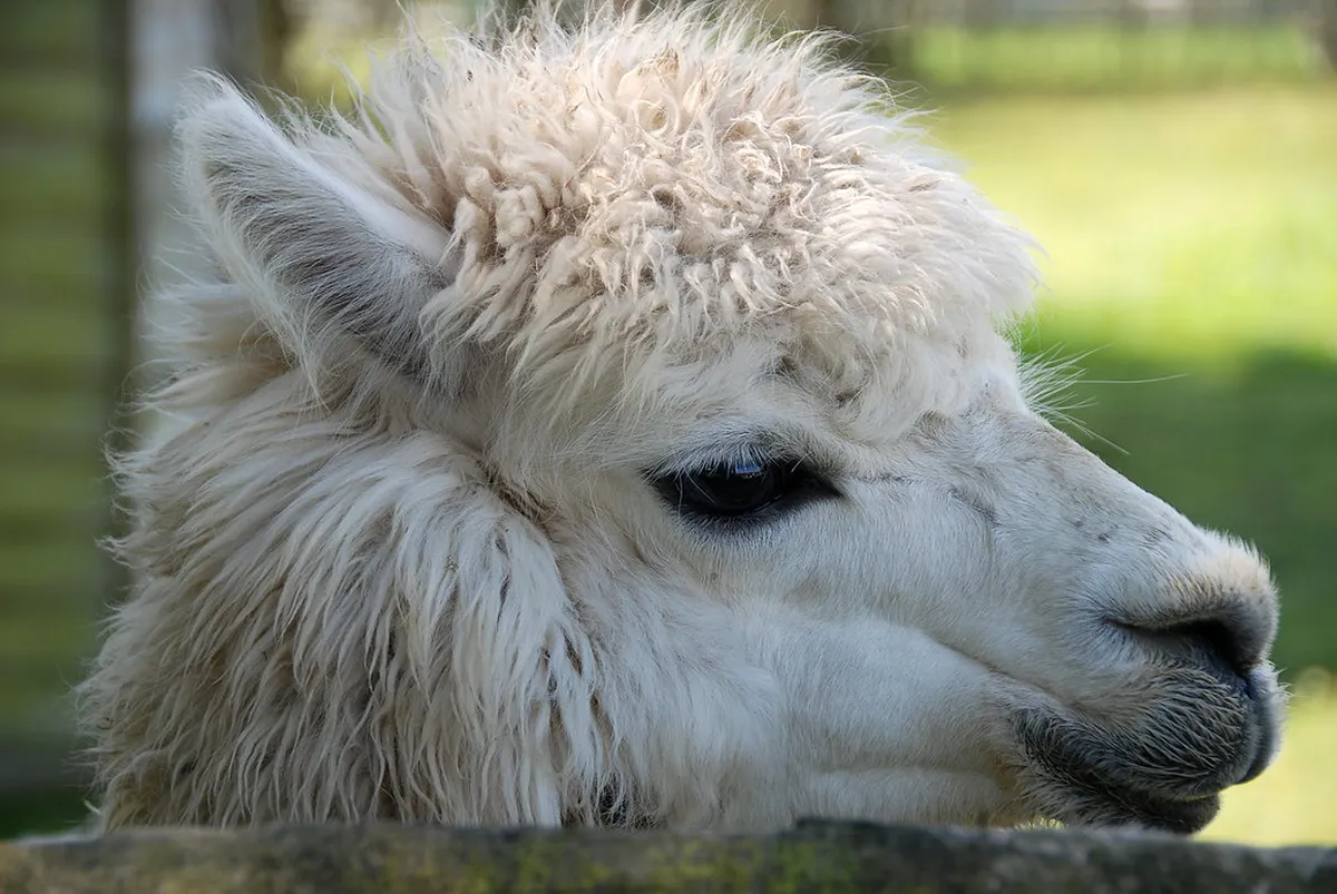 Top Family-Friendly Attractions in Faro Historic Center 2025