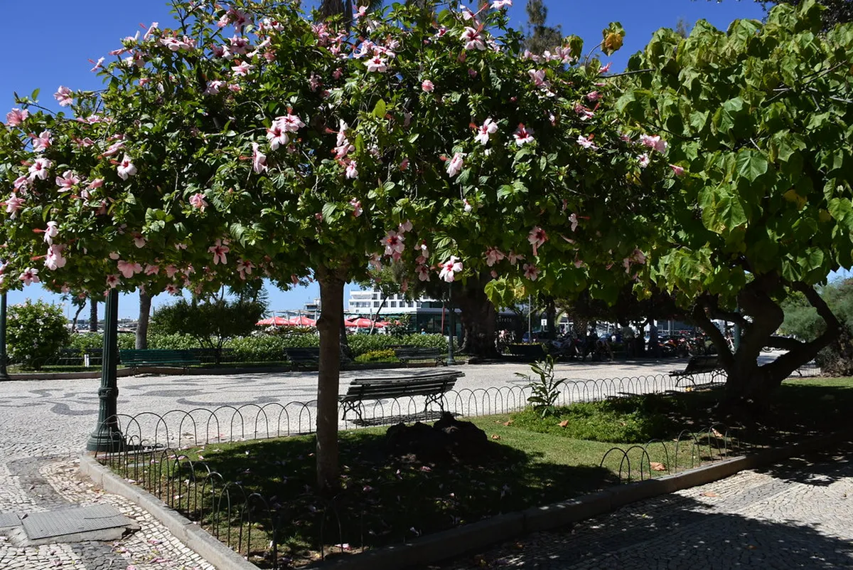 Faro's Jardim Manuel Bivar garden with palm trees and benches beside the marina waterfront