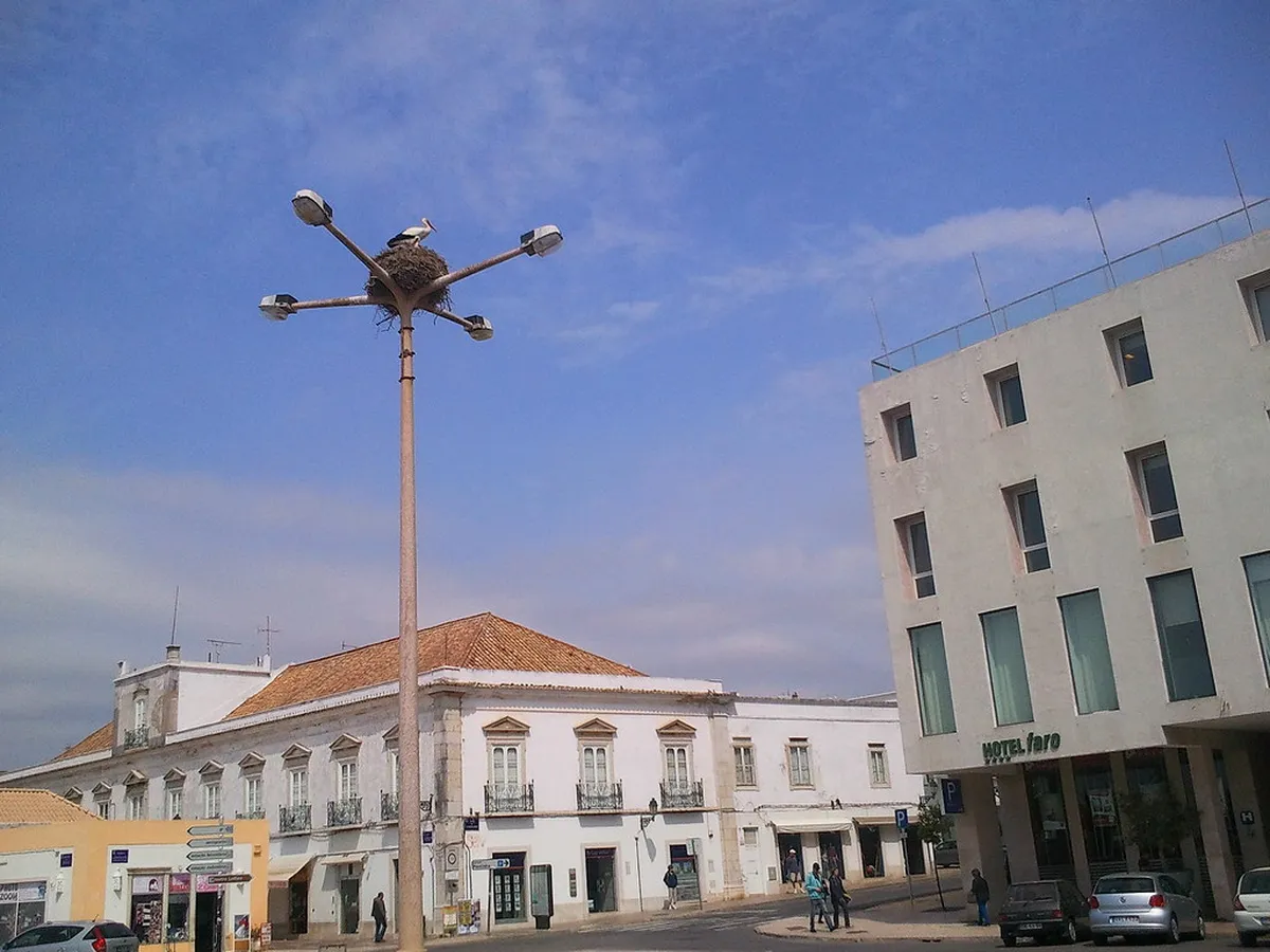White storks nesting on a lamppost in Faro, a beloved symbol perched above the city's historic streets
