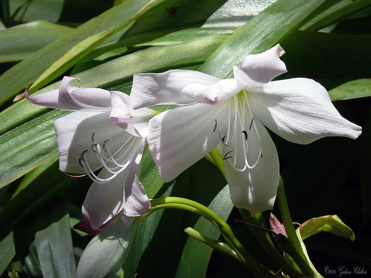 Exploring Monte's Funchal History & Grandeur in 2025