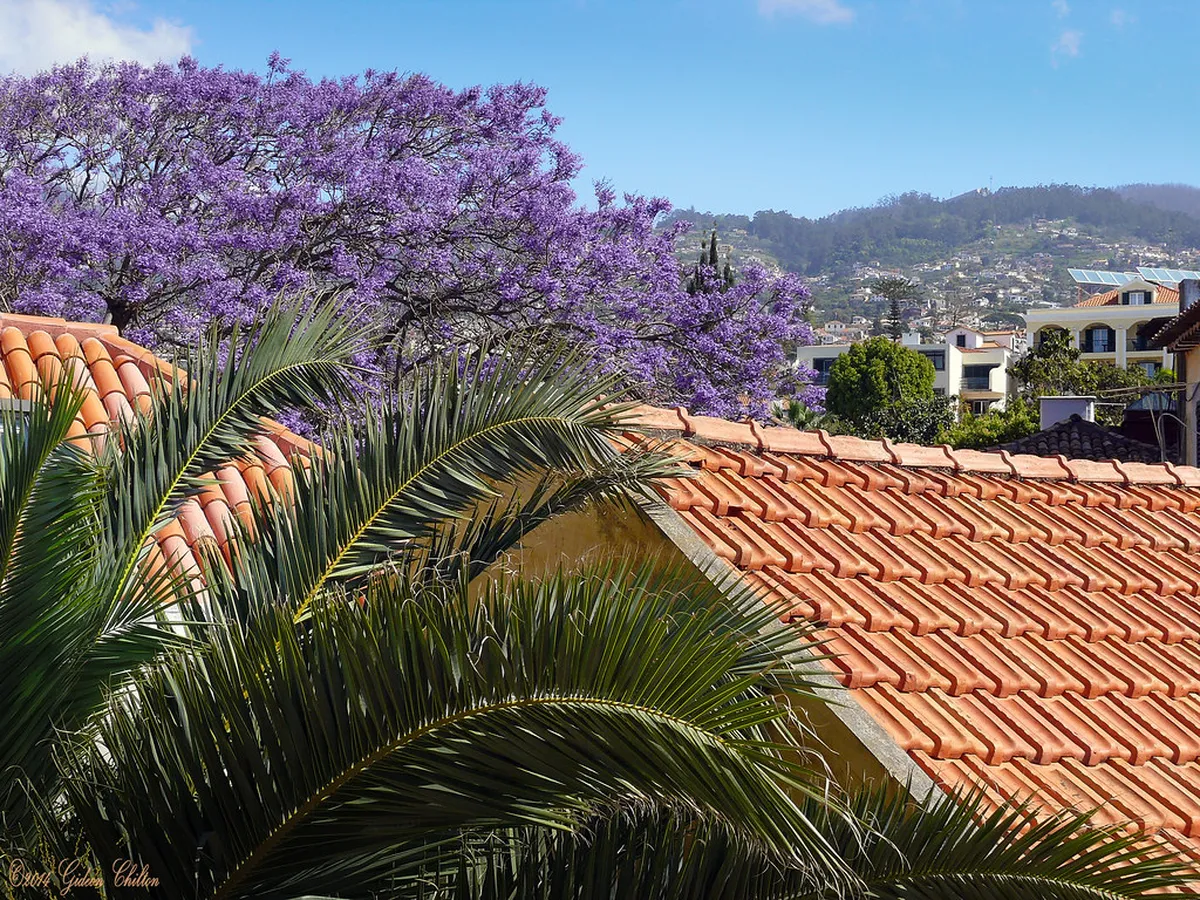 A Complete Old Town Funchal Guide for 2025