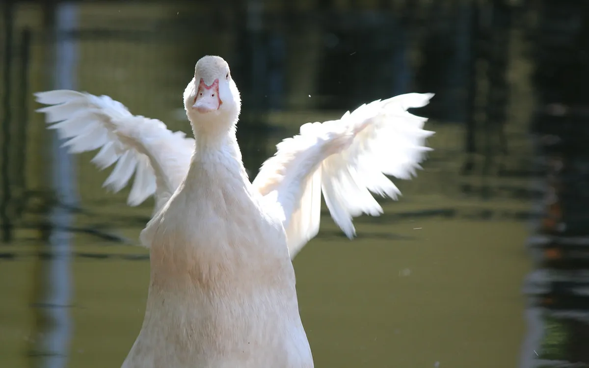 Jardim da Estrela Guide Lisbon: A Tranquil Escape