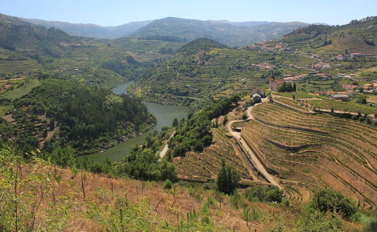 Sweeping terraced vineyards along the Douro Valley hillsides near Porto, bathed in golden afternoon light