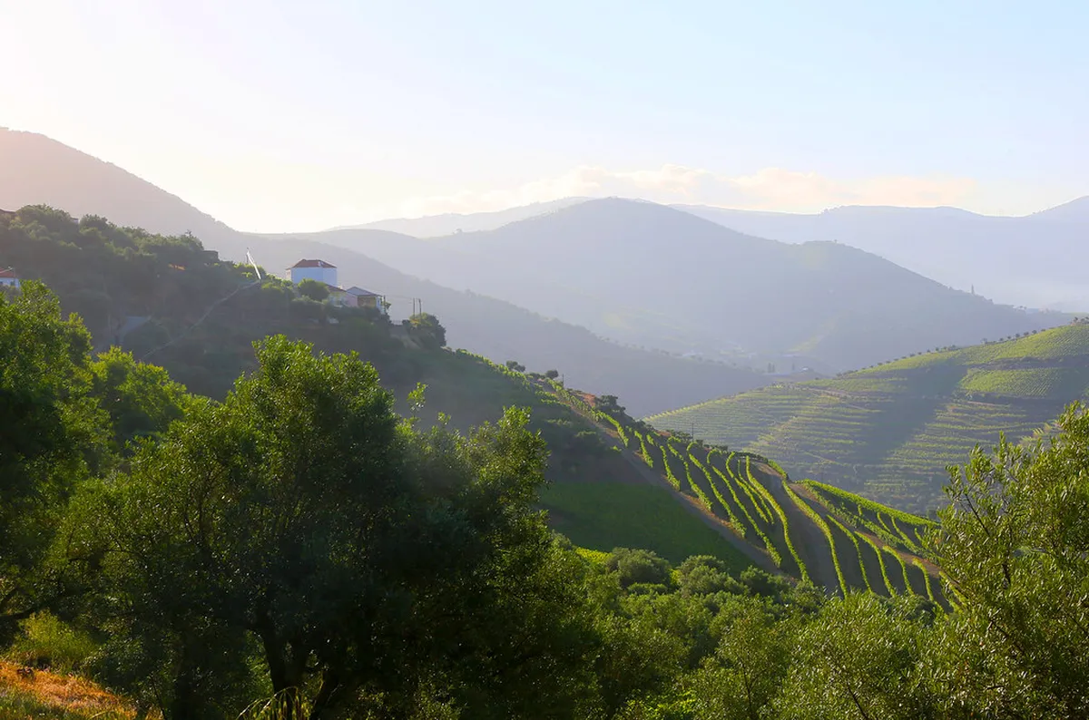 Terraced vineyards climbing steep hillsides above the Douro River near Pinhão, a scenic highlight of river cruises from Porto